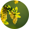 Berberine